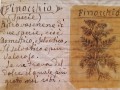 Finocchio
