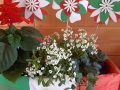 Cassetta Tricolore
