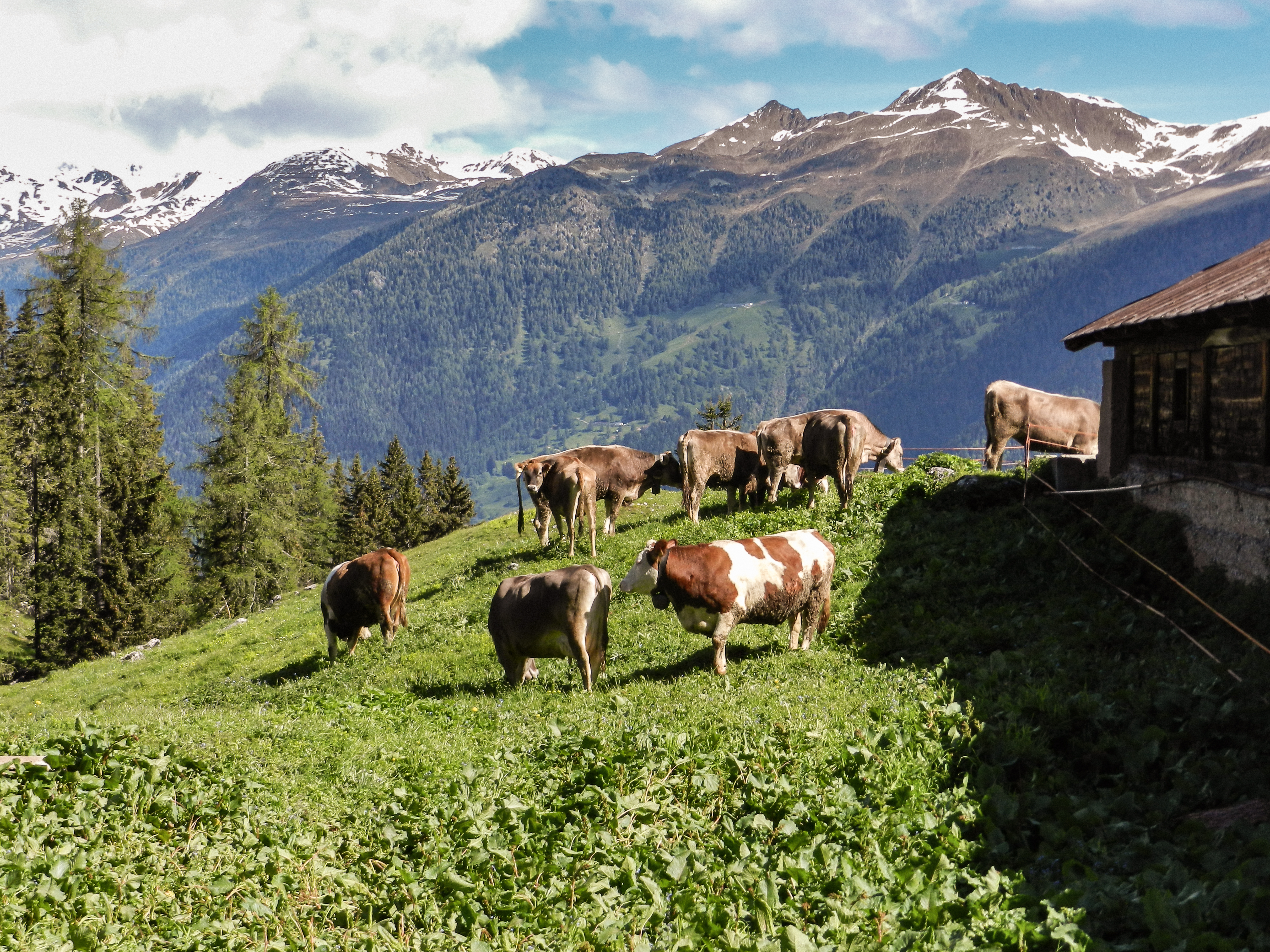 TESORI DI MONTAGNA