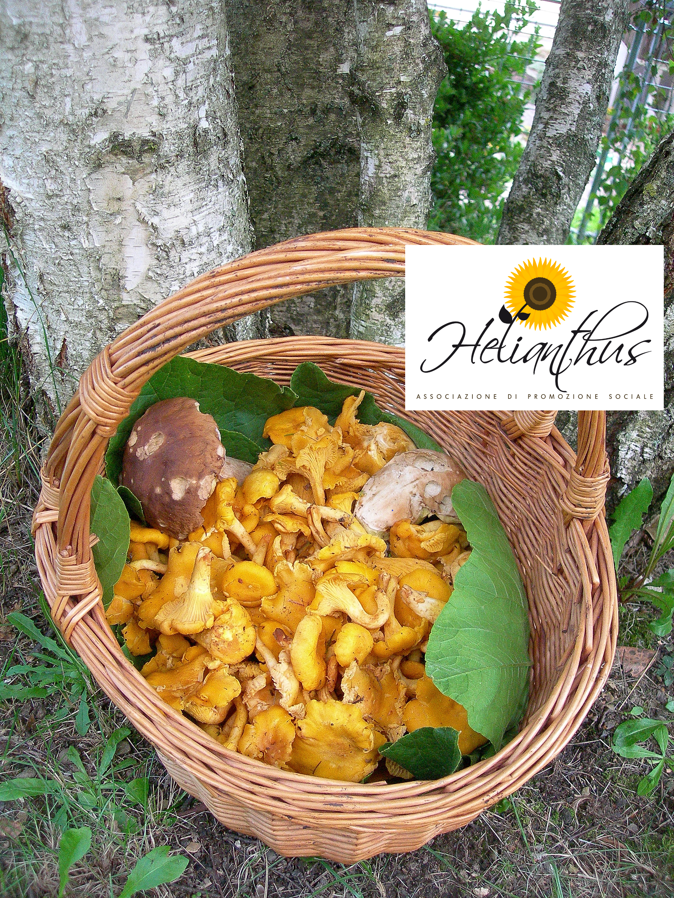 Raccolta dei Funghi