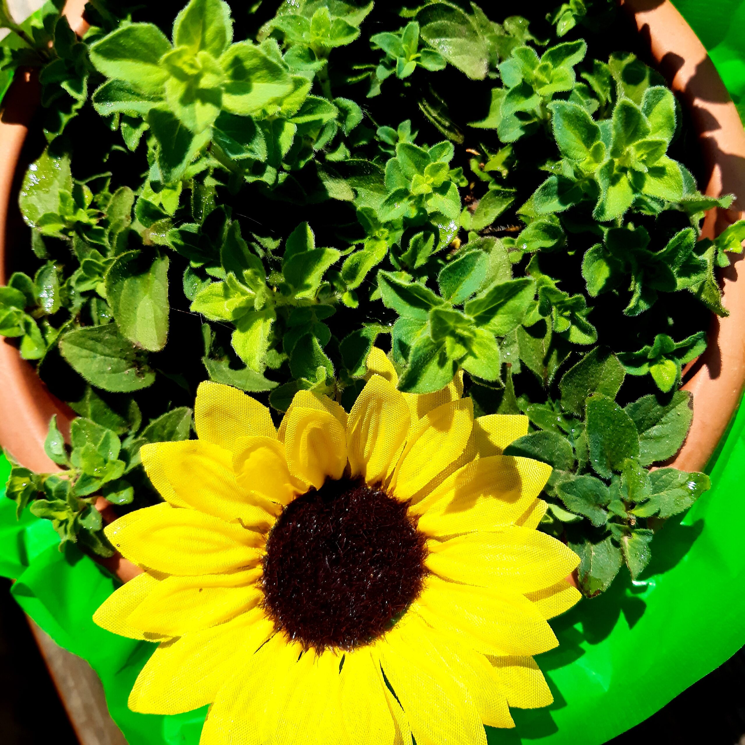 Erbe Aromatiche