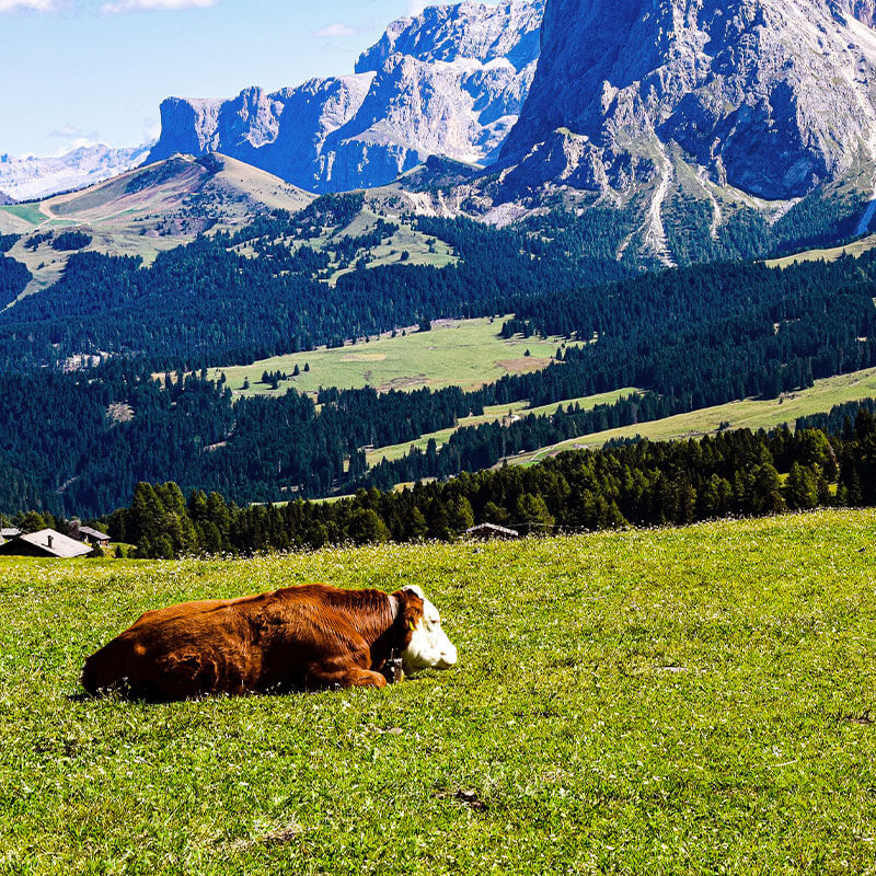 Attività bambini estate Val di Sole