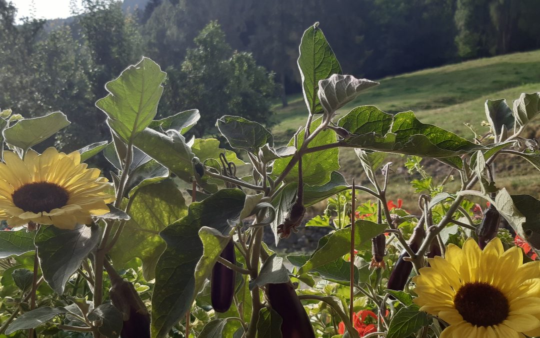 Le  Melanzanine  di Helianthus
