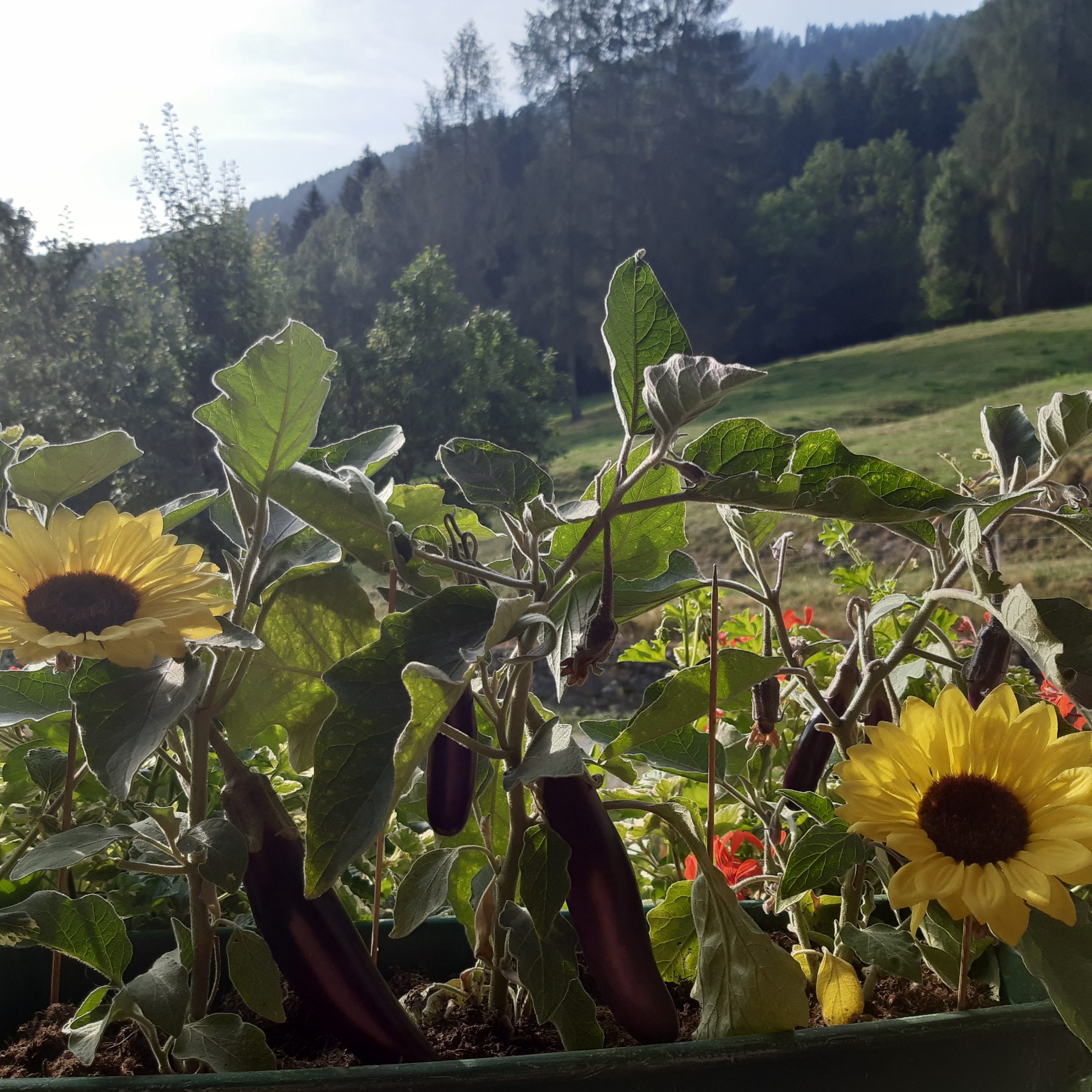 le melanzanine le melanzanine di helianthus