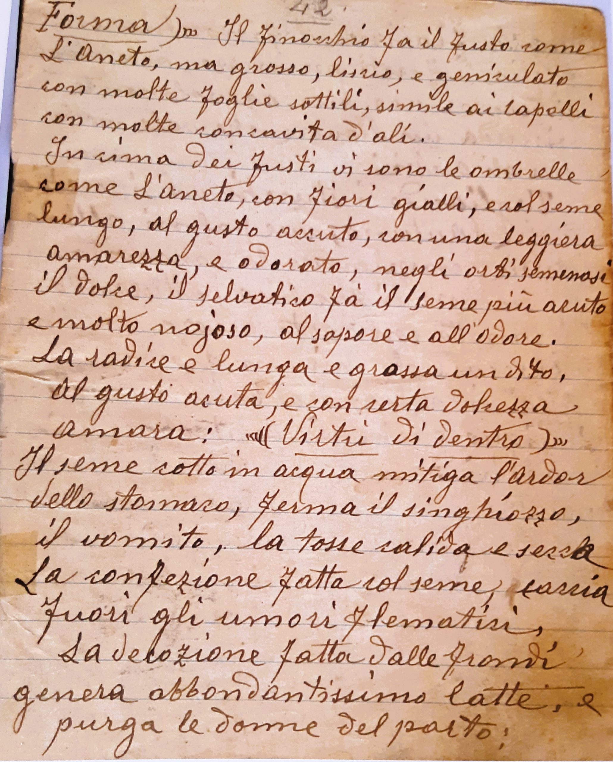 il finocchio