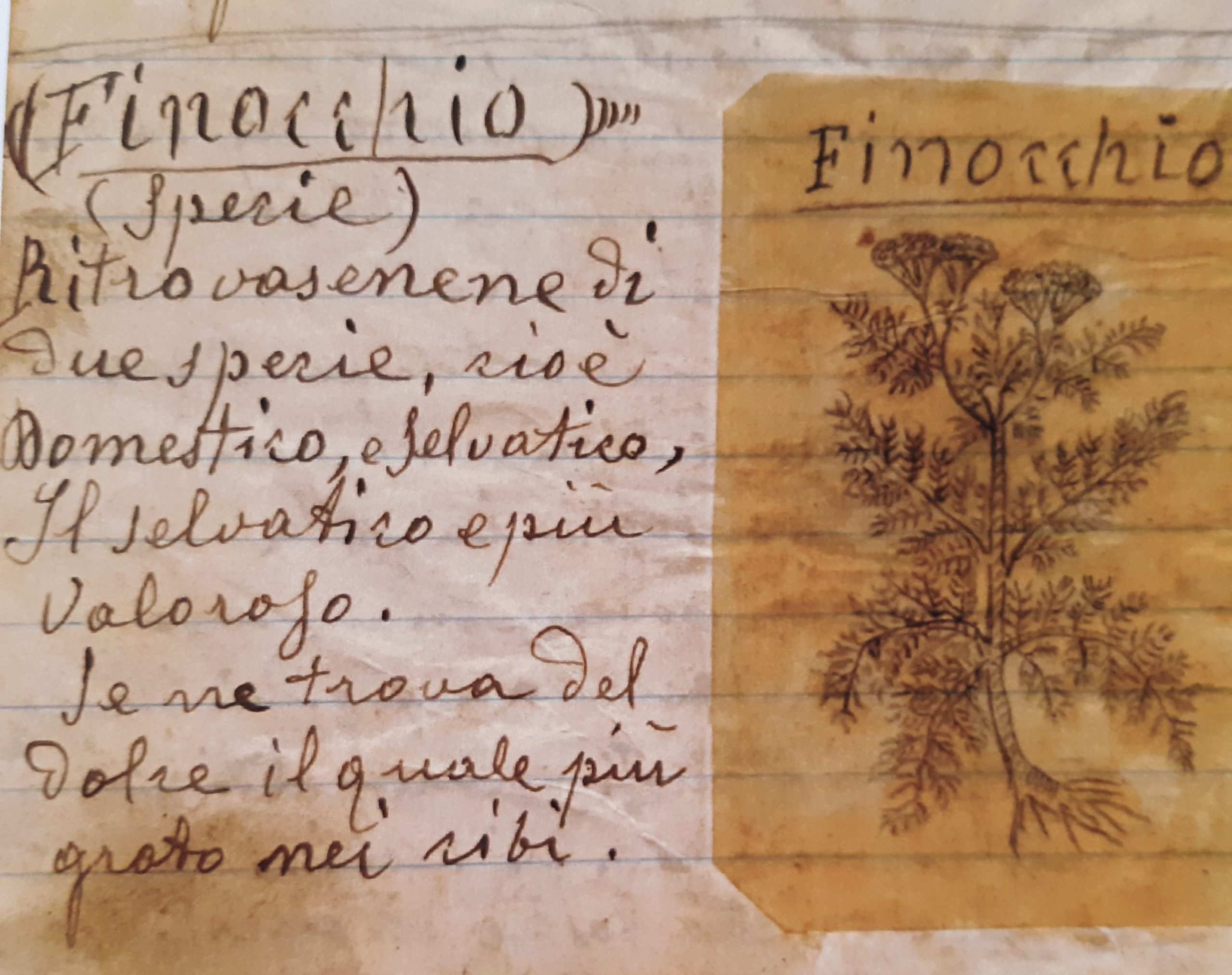 il finocchio