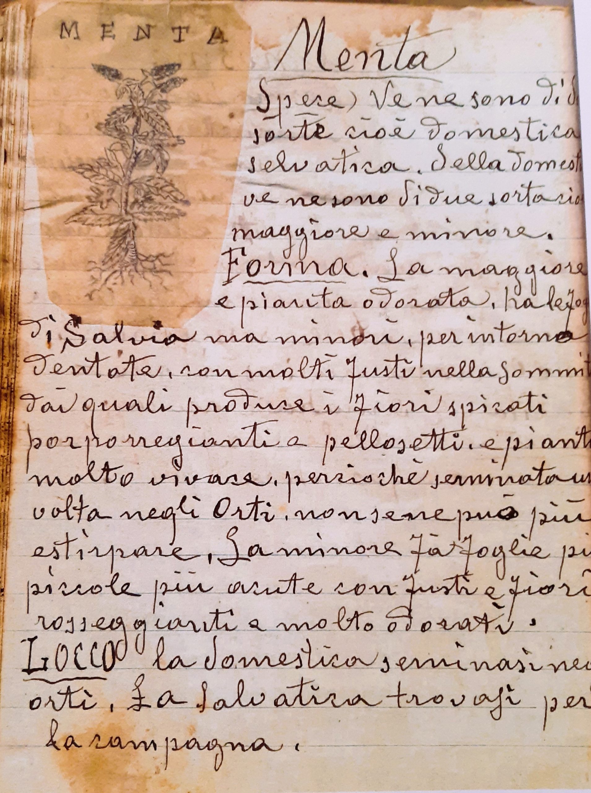 la menta