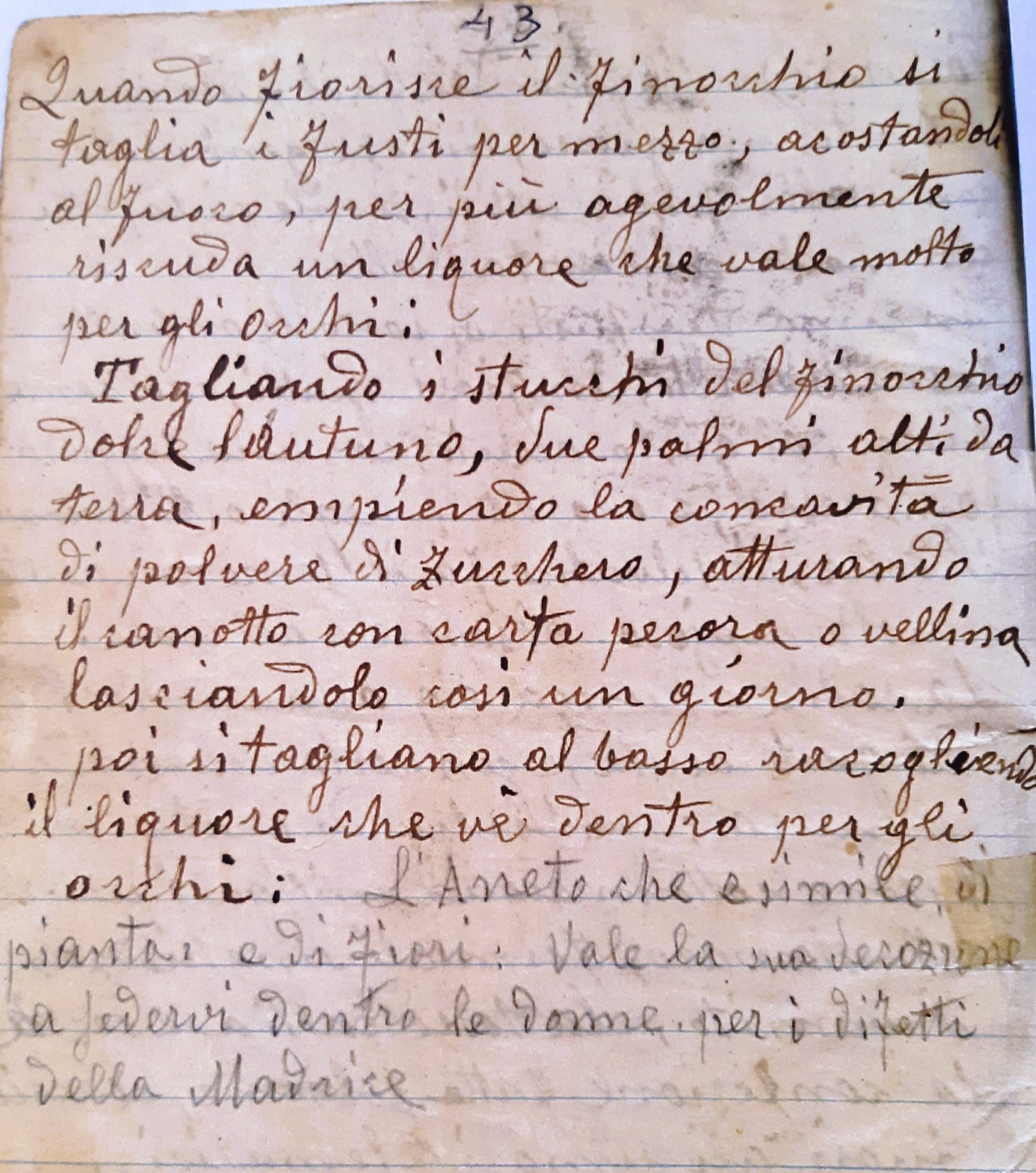 il finocchio