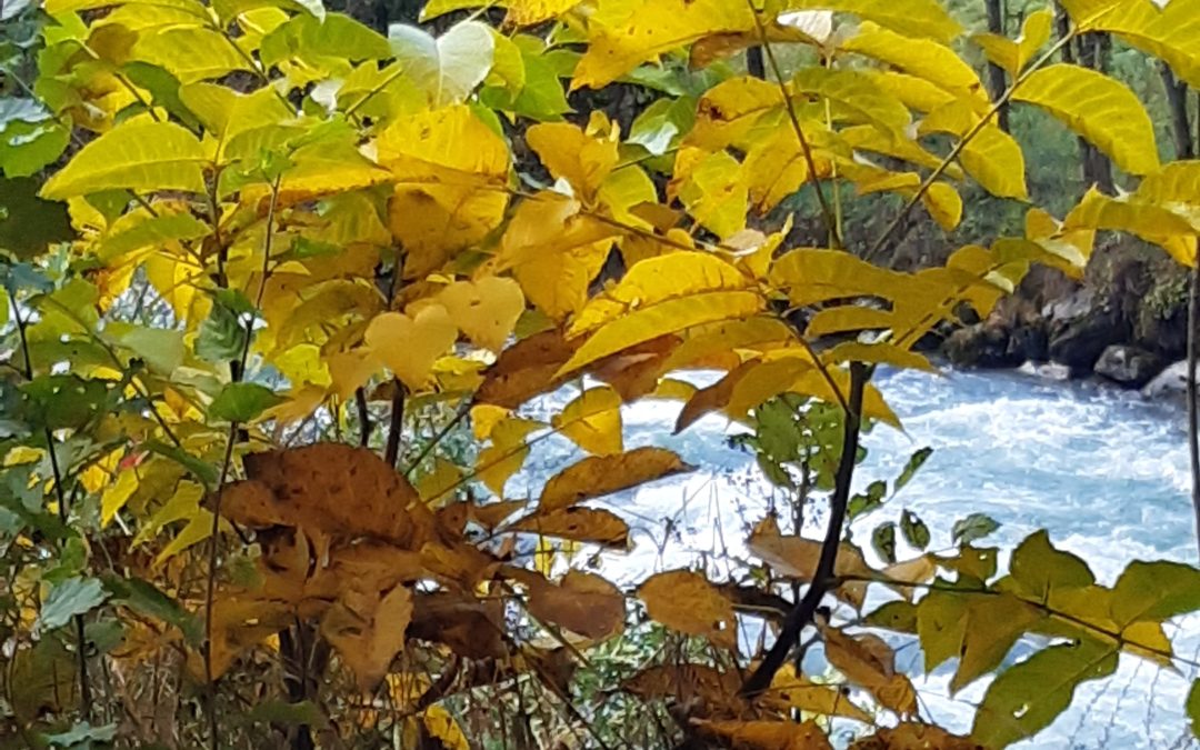 I colori d’autunno in Val di Sole