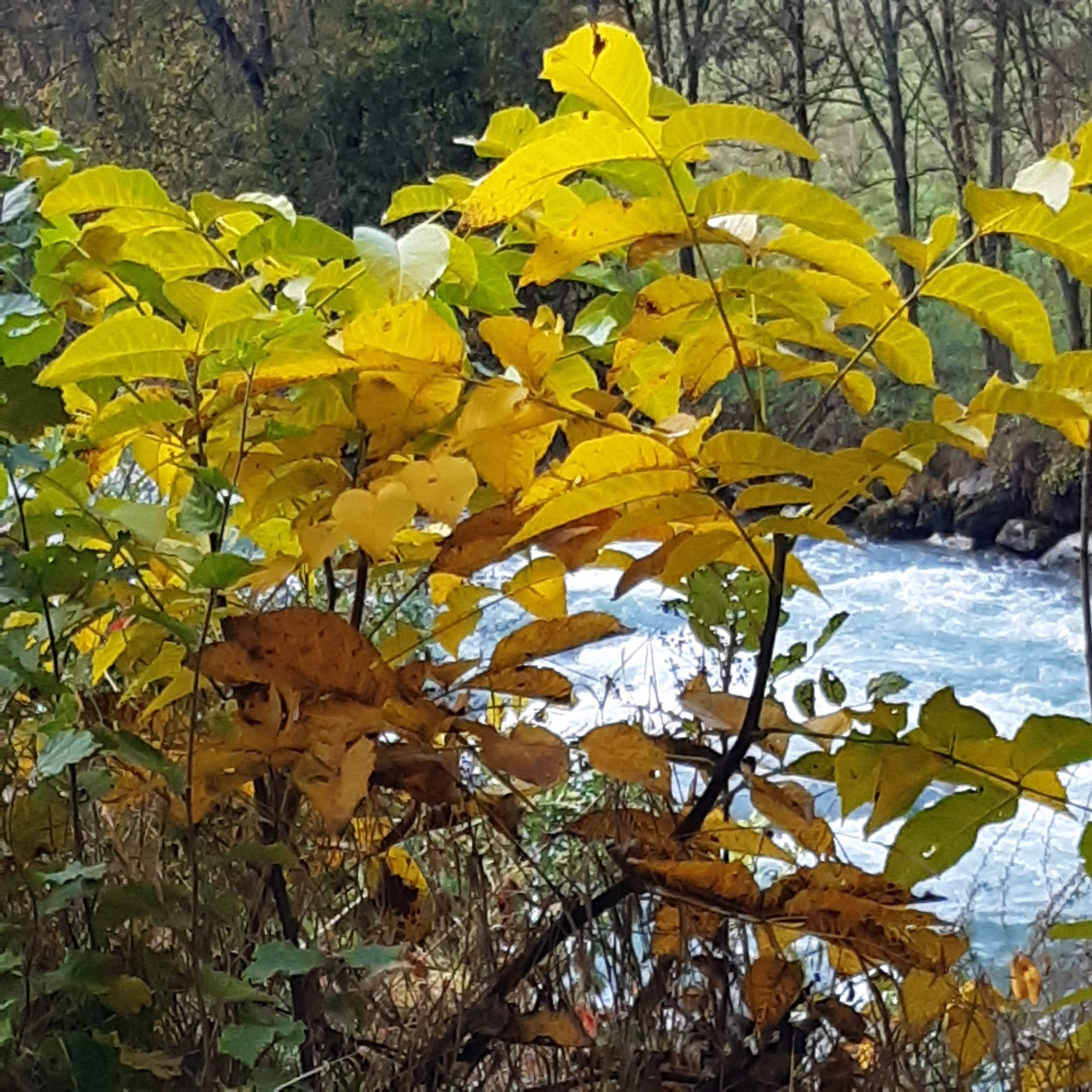I colori d'autunno in Val di Sole