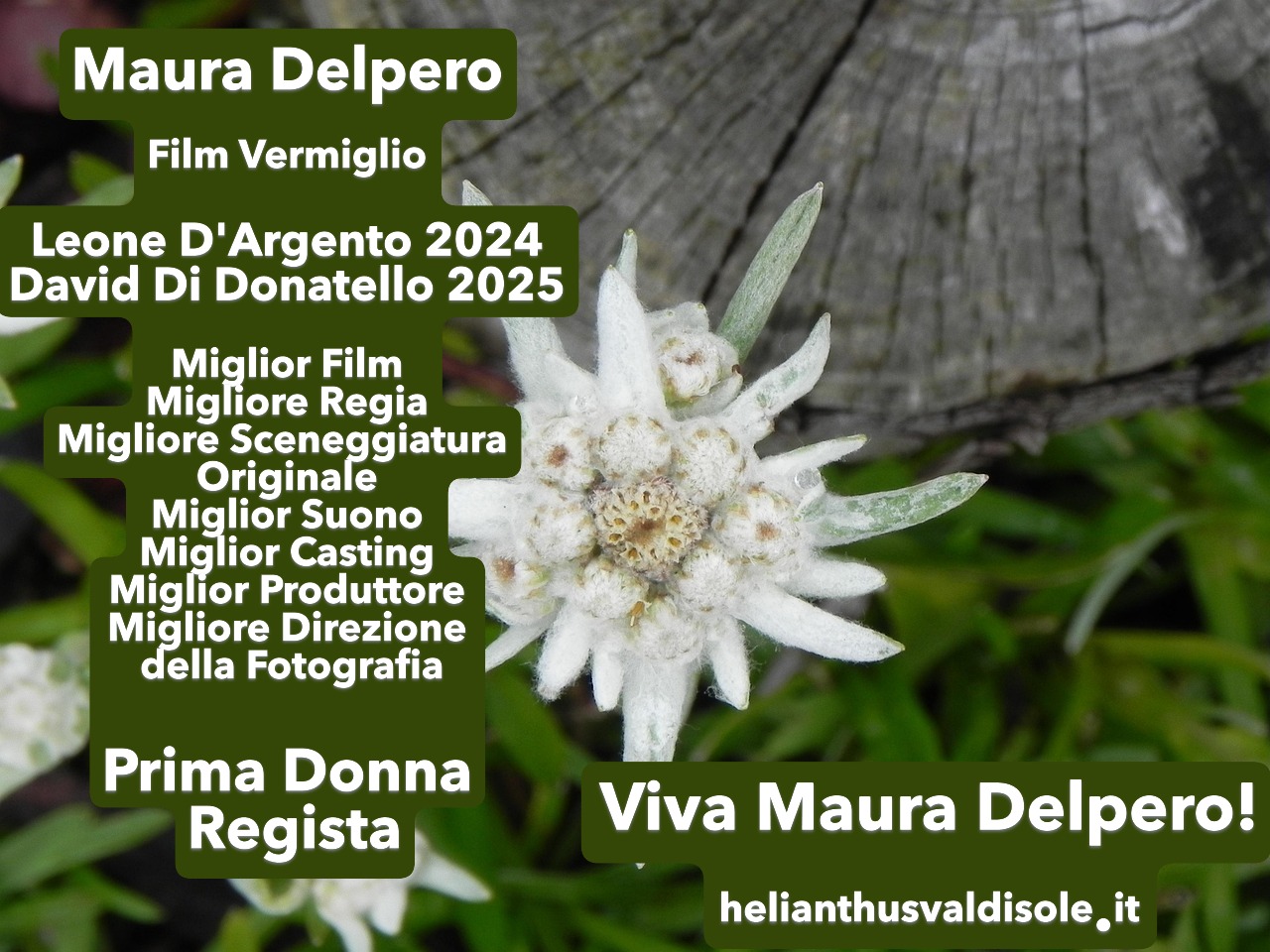 edelweiss-556836_1280m Viva Maura Delpero